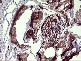 BID Antibody (clone OTI3E9)