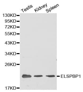 ELSPBP1 / HE12 Antibody