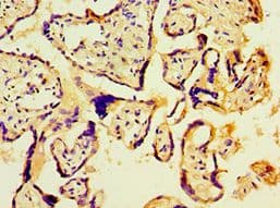 PBK / TOPK Antibody (aa1-322)