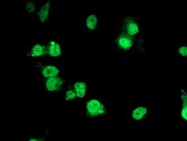 PDE4B Antibody (clone OTI2B6)