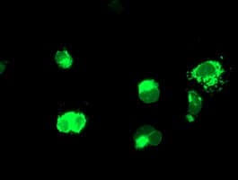 PathPlus™ ENPEP / Aminopeptidase A Antibody (clone OTI1C4)