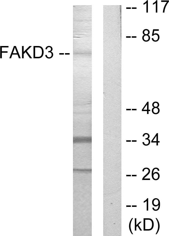 Polyclonal Rabbit anti-Human FASTKD3 Antibody (WB)