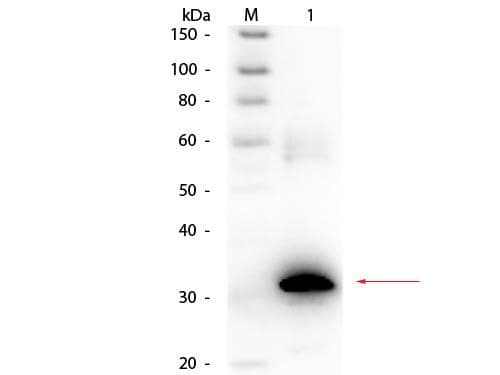 CA2 / Carbonic Anhydrase II Antibody (Lyophilized, Biotin)