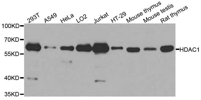 HDAC1 Antibody