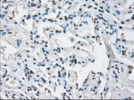 ID3 Antibody (clone OTI5C7)