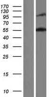SYNE2 / Nesprin-2 Protein (Over-Expression Lysate Myc-DDK (Flag))