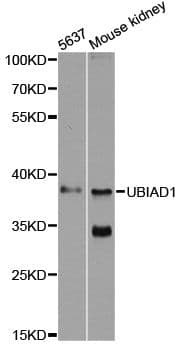 TERE1 / UBIAD1 Antibody