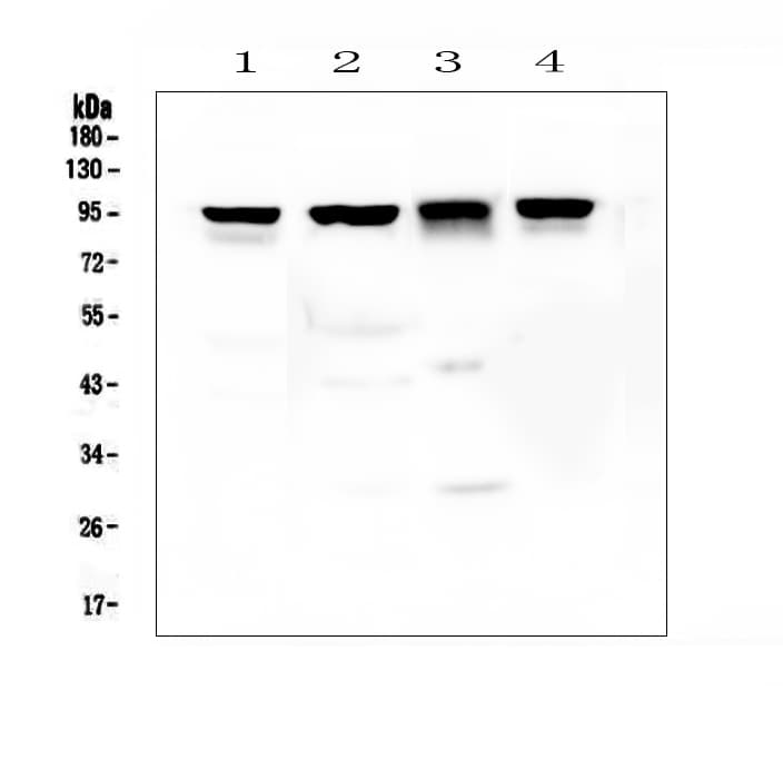 CTNNB1 / Beta Catenin Antibody