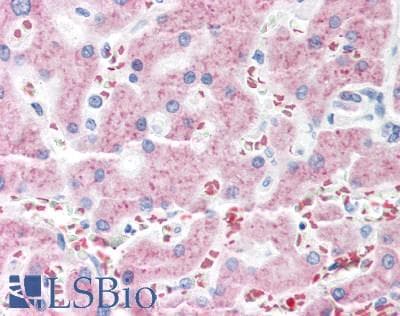 IHC-plus™ MTTP / MTP Antibody