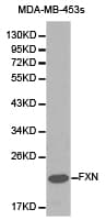 FXN / Frataxin Antibody
