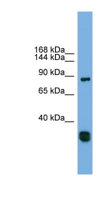 FSTL5 Antibody (C-Terminus)