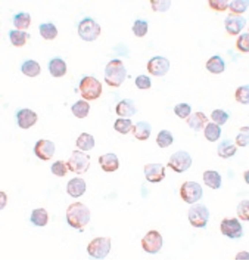 Polyclonal Rabbit anti-Human MAEL Antibody (IF, WB)