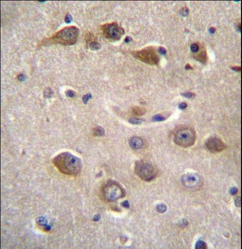 RAB40AL Antibody (aa7-36)