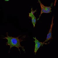 SMAD5 Antibody (clone 3H9)