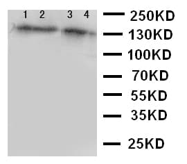 AHR Antibody (aa34-48)