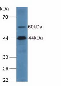 Complement C2 Antibody (aa245-451, APC)