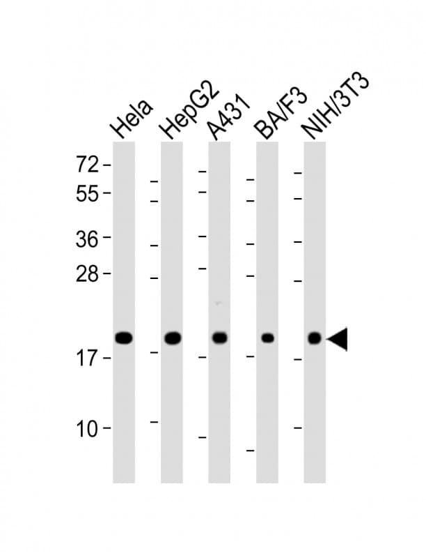 PPIB / Cyclophilin B Antibody