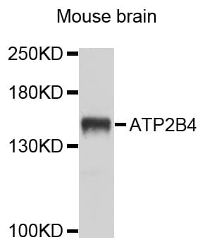 ATP2B4 / PMCA4 Antibody
