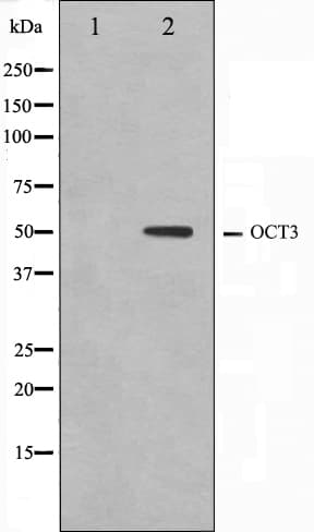 Polyclonal Rabbit anti-Human POU5F1 / OCT4 Antibody (IHC, IF, WB)