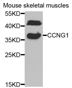 CCNG1 / Cyclin G1 Antibody