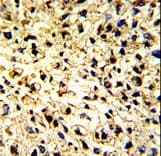 Polyclonal Rabbit anti-Human CD302 Antibody (aa143-170, IHC, WB)