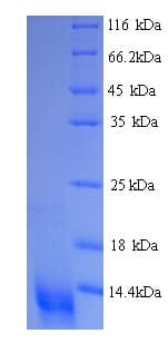 Bovine CCL20 / MIP-3-Alpha Protein (Recombinant His)