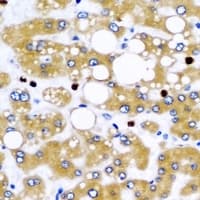 NFS1 Antibody