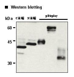 Hemagglutinin / HA Tag Antibody (clone 5D8)