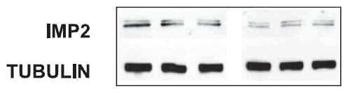 IGF2BP2 Antibody (clone OTI3F9)
