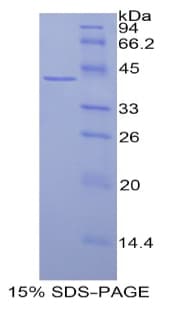 Human HIST3H2A Protein (Recombinant His-GST)