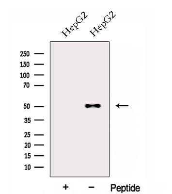 FOXRED1 Antibody