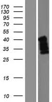 C5orf45 Protein (Over-Expression Lysate Myc-DDK (Flag))