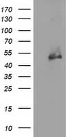 HDAC1 Antibody (clone OTI2D2)