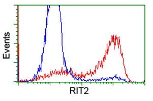 RIT2 / RIN Antibody (clone OTI4B5, Carrier-free)