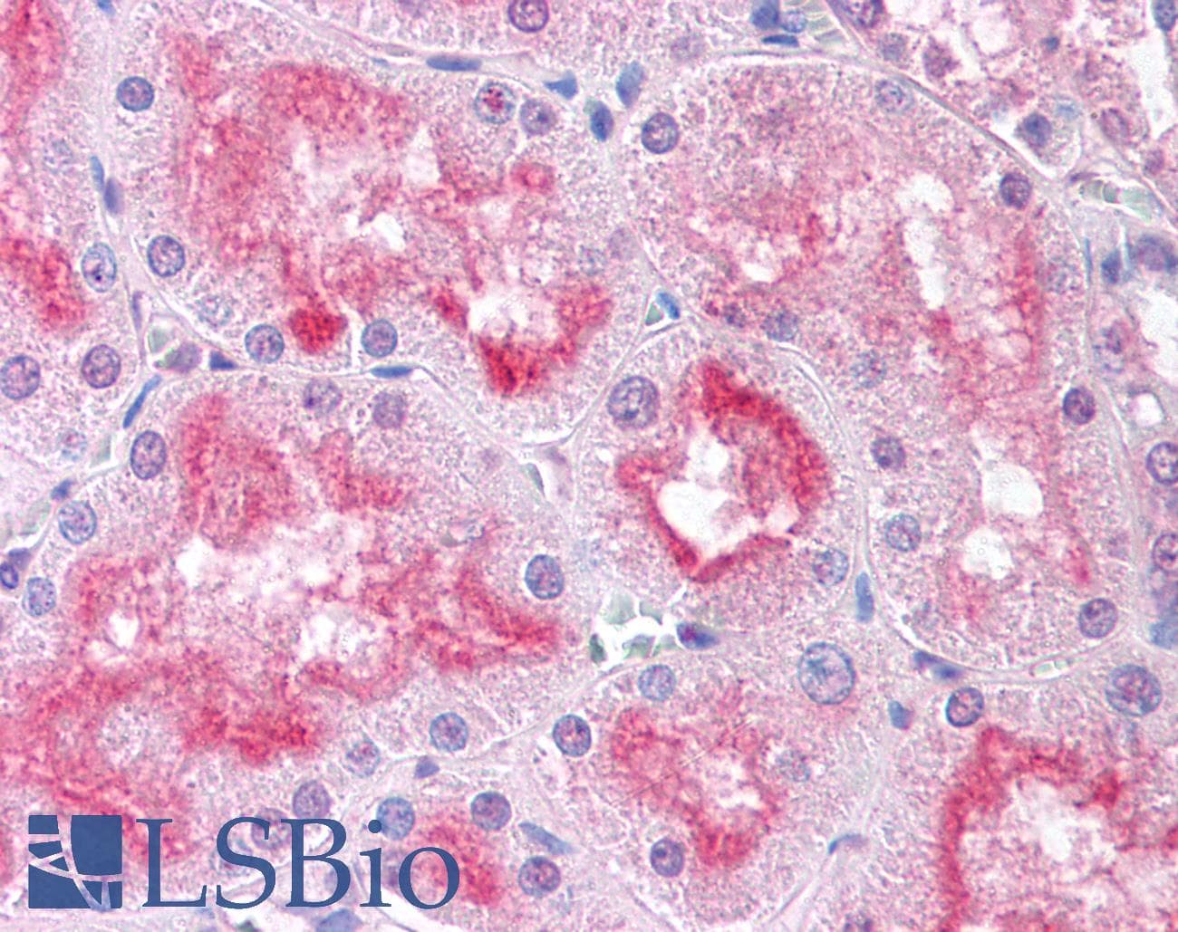 IHC-plus™ USP33 / VDU1 Antibody (Internal)