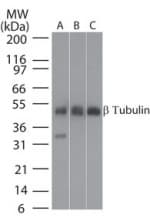 IHC-plus™ Beta Tubulin Antibody (aa417-435)