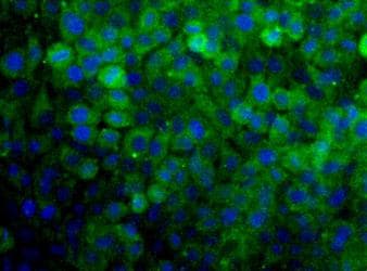 SNX27 Antibody (aa150-200, DY650)
