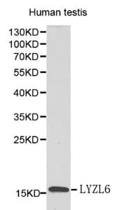 LYZL6 Antibody