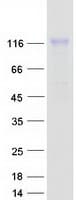 Human NLGN1 / Neuroligin 1 Protein (Recombinant Myc-DDK (Flag))