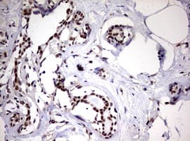 USP44 Antibody (aa420-712, clone OTI1D1)