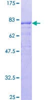 Human RANBP3 Protein (Recombinant GST)