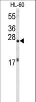 EIF4E Antibody