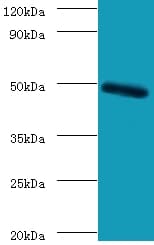 CLEC18A Antibody (FITC)