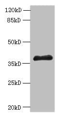 Polyclonal Rabbit anti-Human ELAVL1 / HUR Antibody (WB)