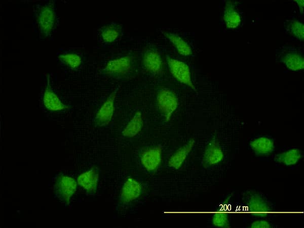 PSMA4 Antibody (clone 2A10-E4)