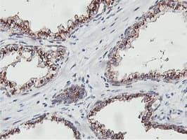 NMT2 Antibody (clone OTI1G3)