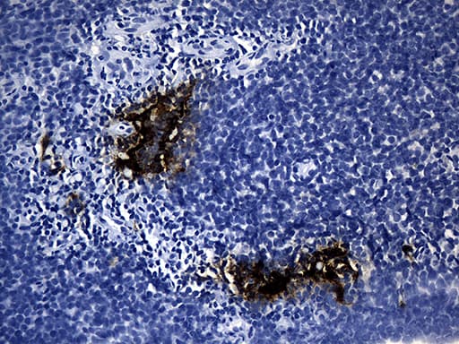 CLEC4M / L-SIGN / CD299 Antibody (aa74-329, clone OTI7D12)