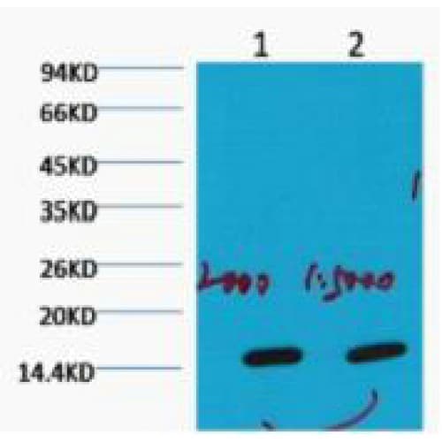 COXIV / COX4 Antibody (clone 6C8)