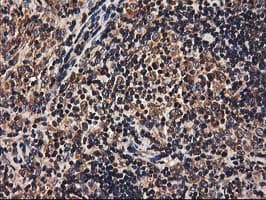 HMOX2 / Heme Oxygenase 2 Antibody (clone OTI1B4)