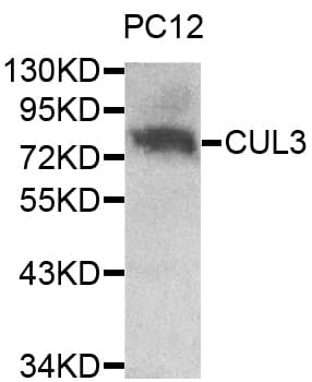 CUL3 / Cullin 3 Antibody